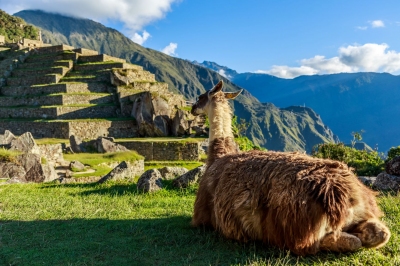 Lama vor den Machu Picchu Terassen (vadim.nefedov / stock.adobe.com)  lizenziertes Stockfoto 
Información sobre la licencia en 'Verificación de las fuentes de la imagen'